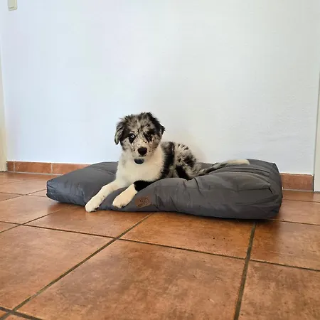 Seehund Und Muschel - Urlaub Mit Hund