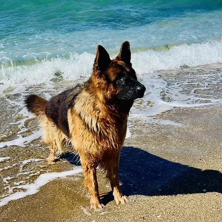 Apartment Seehund Und Muschel - Urlaub Mit Hund